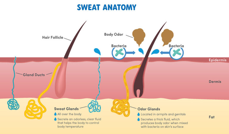 Sweat Anatomy